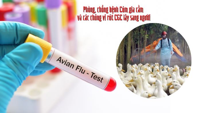 Tập trung triển khai quyết liệt, đồng bộ các giải pháp phòng, chống bệnh Cúm gia cầm